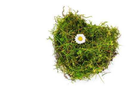 piece of turf and moss in heart shape with a daisy isolated on white background, concept for love, health or environmental protectionの写真素材