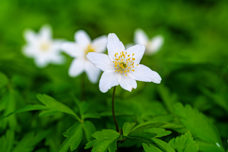white windflowers or wood anemones (anemone nemorosa) in a green background, selective focus, narrow depth of fieldの写真素材