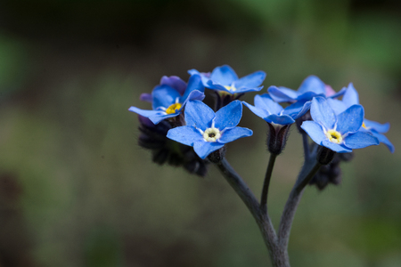 forgetmenot flowers, close up shot with shallow depth of field and copy space in the blurry backgroundの写真素材