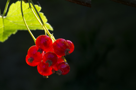 red currants on a bush in the back light, dark background with copyspace with copy spaceの写真素材