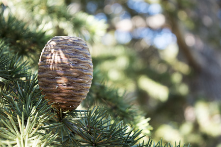 upright growing cone on the branch of a cedar tree, Cedrus libaniの写真素材