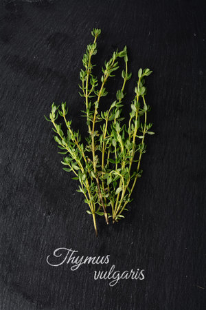 fresh green thyme on dark slate and the Latin name written with chalk: Thymus vulgaris, vertical...