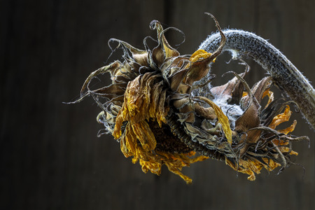 withered sunflower. gold and silver in raking light against dark brown background with copy space, closeup shot, selected focusの写真素材
