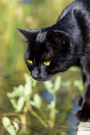 black cat with bright eyes standing on the footbridge at the garden pond to catch some fish, animal portrait with copy spaceの写真素材