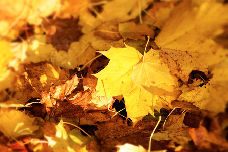 background with golden brown autumn leaves of a maple, selected focus