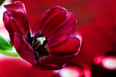 red tulip with wide open petals against a  blurred red bokeh background with copy space, closeup with selected focus and narrow depth of fieldの写真素材
