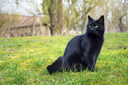 black cat sitting on a meadow in the countryside, copy spaceの写真素材