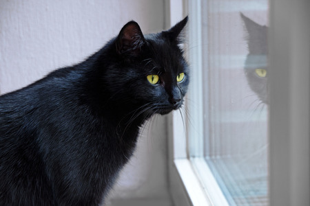 black cat with yellow eyes looking out the window and is mirrored, indoor sceneの写真素材