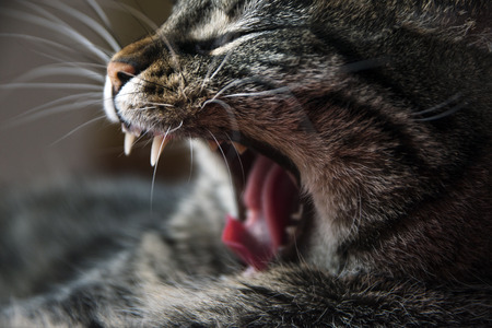 tabby cat yawning, closeup shot  with selected focus and a very narrow depth of fieldの写真素材