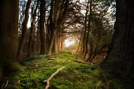 mystical forest footpath with green moss leading between dark trees to the  light, selected soft...