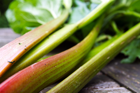rhubarb stalks with leaves, freshly picked from the garden on a wooden table, closeup with selected focus, narrow depth of fieldの写真素材