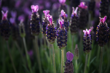 French lavender, Lavandula stoechas, in bloom, beautiful fragrant plant in the herb garden, selected focus, narrow depth of fieldの写真素材