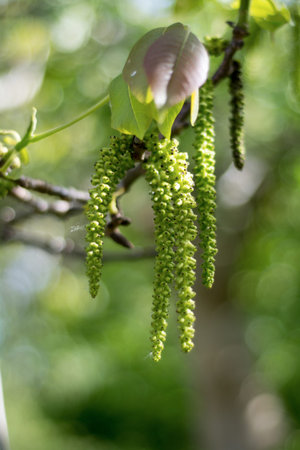 Flowering walnut tree, group of walnut catkin and young leaves, selected focus, narrow depth of...