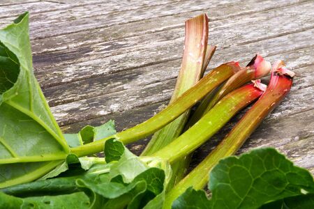 rhubarb stalks with leaves, freshly picked from the garden on rustic wood, selected focus, narrow depth of fieldの写真素材