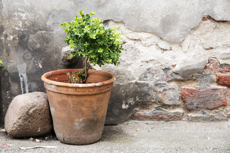 greening in the backyard, earthenware pot with a small boxwood in front of an old brick wall with weathered plaster, selective focusの写真素材