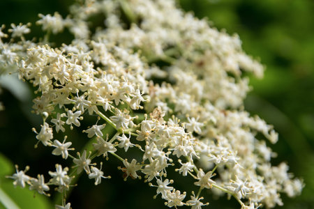 detail of an elderflower umbel (Sambucus nigra) in the garden, closeup with selected focus and a...