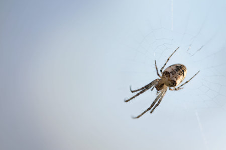 small spider (Metellina segmentata) in the net against a blue-gray background with large copy space,...