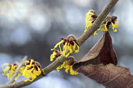 blooming witch hazel branch in winter, yellow flowers of the medical plant hamamelis mollis and a dry leaf against a blurred bokeh background with copy space, selective focus, narrow depth of fieldの写真素材