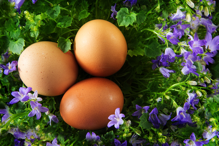three easter eggs in a egg shaped nest of bluebell flowers isolated on a white backgroundの写真素材