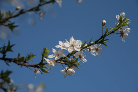 White blossom branch on a plum fruit tree against the blue sky in spring, selected focus