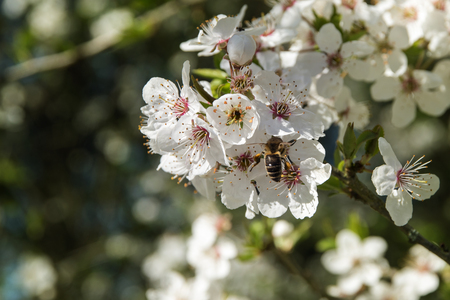 White blossom branch of a plum fruit tree with a bee at pollinating, copy space, selective focus, narrow depth of fieldの写真素材