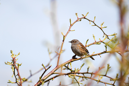 Dunnock (Prunella modularis) a small passerine, or perching bird sits in a wild rose bush against the blue sky, generous copy spaceの写真素材