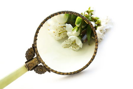 vintage magnifying glass enlarge a cherry blossom, exploration and determination of the plant isolated  on a white background, science concept for agriculture, environment and nature with copy space, selected focus, narrow depth of fieldの写真素材