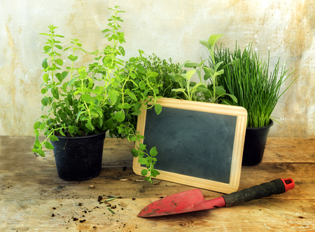 potted kitchen herb plants, a red shovel and a blank blackboard for your own text on a rustic wooden table, vintage background with copy space, selected focus
の写真素材