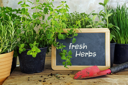 potted plants, a red shovel and a blackboard with text Fresh Herbs on a rustic wooden table,  selected focusの写真素材