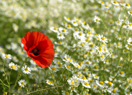 Red poppy on a sunny meadow with white daisies or chamomiles, nature background with copy space, concept of being different and outstanding, selected focus, narrow depth of fieldの写真素材