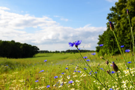 Cornflowers in a wide rural landscape with blooming meadows, bushes and trees, countryside in summer under a blue sky with white clouds, copy space, selected focus, narrow depth of fieldの写真素材