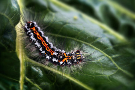 Caterpillar of the Yellow-tail moth (Euproctis similis), black larva with orange warning color and...