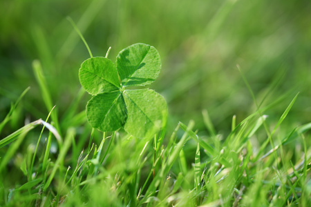 Four leaf clover in green meadow, symbol for luck and fortune, closeup with copy space, selected focus, narrow depth of fieldの写真素材