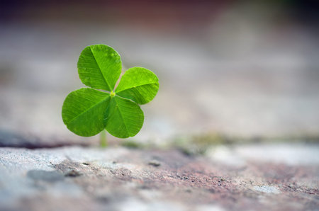 Four leaf clover grows between paving stones, symbol for luck, fortune and assertiveness of nature,...
