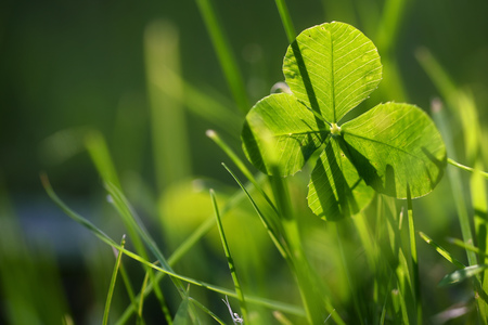 Four leaf clover or shamrock growing in the green grass, morning backlight, symbol for luck and fortune, closeup with copy space in the blurry background, selected focus, narrow depth of fieldの写真素材