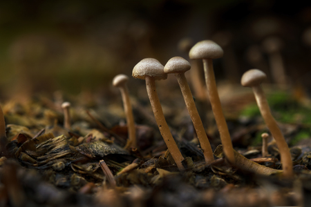 small mushrooms in the autumn forest, close up with copy space, selective focus, narrow depth of fieldの写真素材