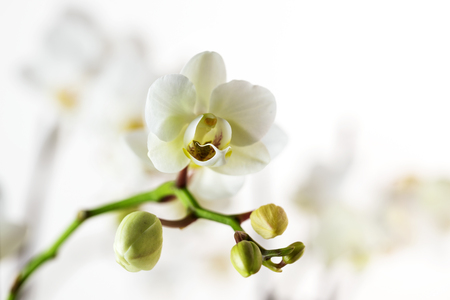 White orchid flower (phalaenopsis) against a blurry light background with copy space, close up, selective focus, narrow depth of fieldの写真素材