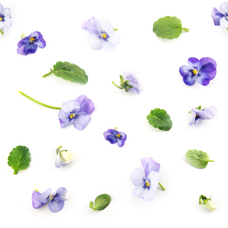 seamless pattern of purple blue pansy spring flowers and leaves on a white background, floral design photo collageの写真素材