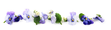 purple blue pansy flowers and leaves in a row, spring banner background in panoramic format isolated with small shadows on a white backgroundの写真素材