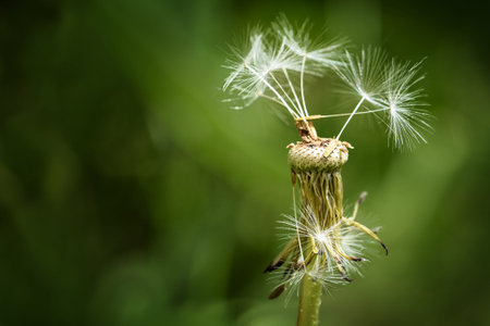Dandelion with few seeds against a blurred green background with copy space, macro shot, selected...