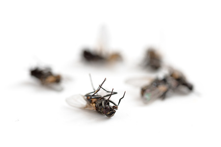 Dead flies isolated with shadows on a white background, copy space, macro shot, selected focus, very narrow depth of fieldの写真素材