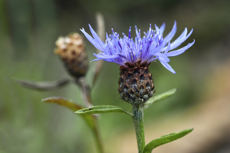 cornflower (Centaurea cyanus) on a natural meadow, close-up of the flower, green background with copy space, selected focusの写真素材