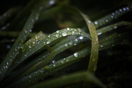 dew drops on the grass in a meadow in autumn, dark nature background with copy space, selected focus, narrow depth of fieldの写真素材
