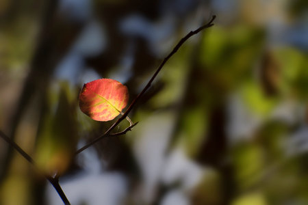 first red autumn leaf in the dark forest, seasonal nature background with copy space, selected...