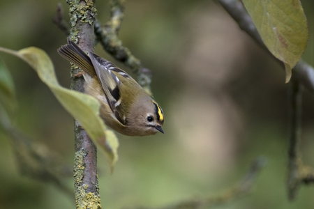 Goldcrest (Regulus regulus) a very small passerine bird searching for food on an apple tree, copy space, selected focusの写真素材