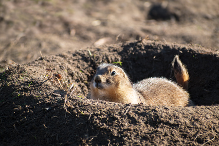 Black-Tailed Prairie Dog (Cynomys ludovicianus) a type of ground squirrel looks out of its burrow, copy space, selected focusの写真素材