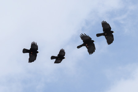 group of flying  Alpine chough or yellow-billed chough (Pyrrhocorax graculus), birds of the crow family against a blue white sky, copy spaceの写真素材