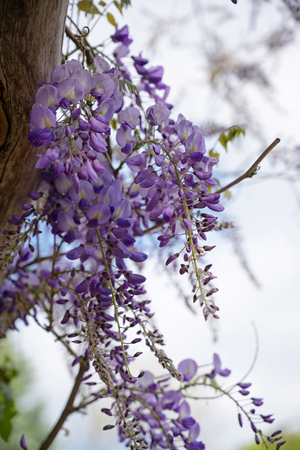 flowers of wisteria, a climbing plant of the legume family on a pergola, copy space, selected focusの写真素材