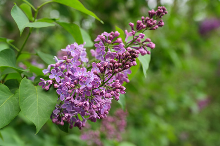 Blooming purple lilac or syringa  vulgaris branch in springtime, copy space, selected focus, narrow depth of fieldの写真素材