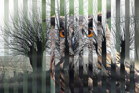 portrait of an Eurasian eagle owl (bubo bubo) and its habitat cut in strips, concept for species extinction and dangerous decline of natureの写真素材